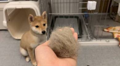 豆柴くんちゃん