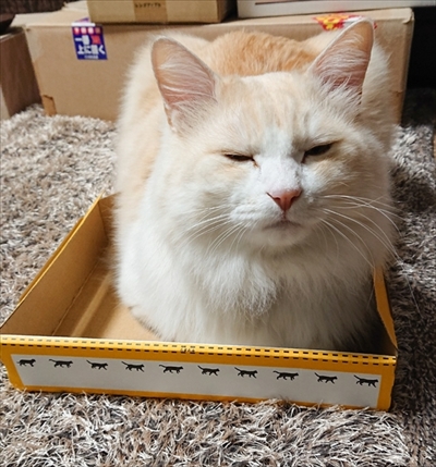 小さい箱に入る猫ちゃん