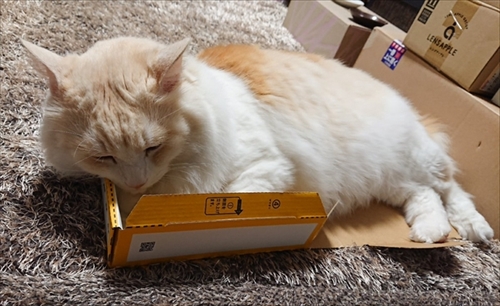 小さい箱に入る猫ちゃん