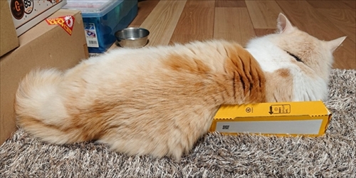 小さい箱に入る猫ちゃん