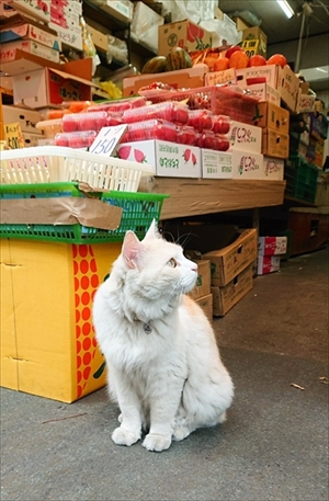 小さい箱に入る猫ちゃん