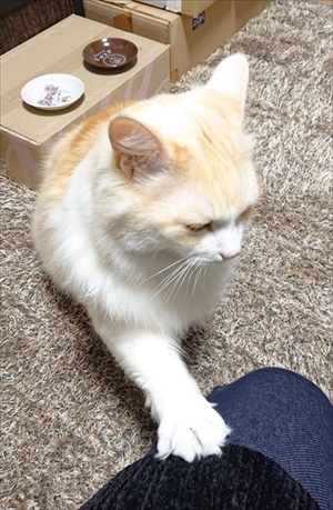 小さい箱に入る猫ちゃん