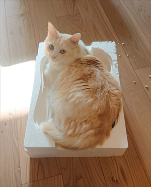 小さい箱に入る猫ちゃん