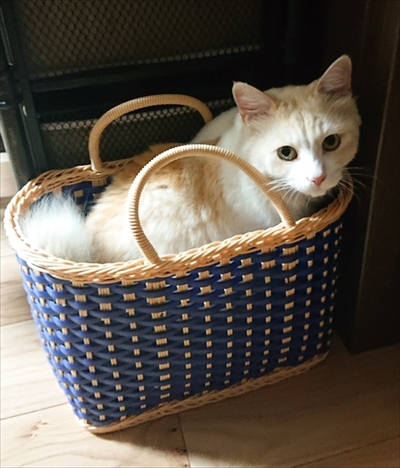 小さい箱に入る猫ちゃん