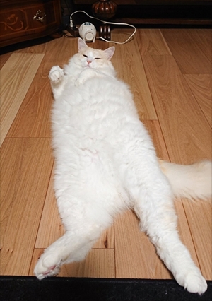 小さい箱に入る猫ちゃん