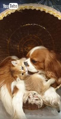 犬