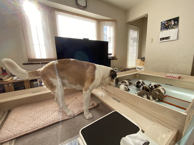 お母さんと子犬たち