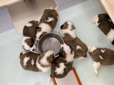 輪になって眠る子犬たち