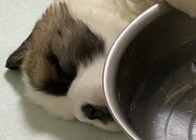 行き倒れ子犬アップ