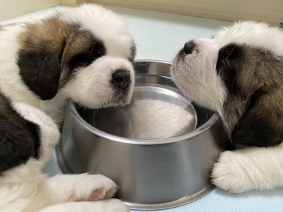 桶と子犬