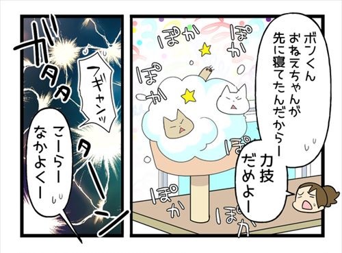 きょうだい猫