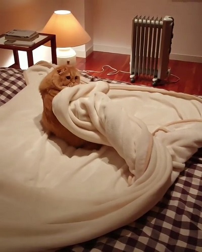 猫山田きなこ＆とろろ＆あくびさん