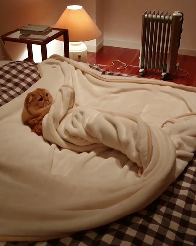 猫山田きなこ＆とろろ＆あくびさん