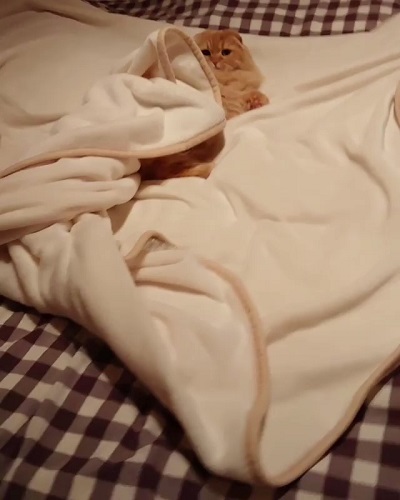 猫山田きなこ＆とろろ＆あくびさん