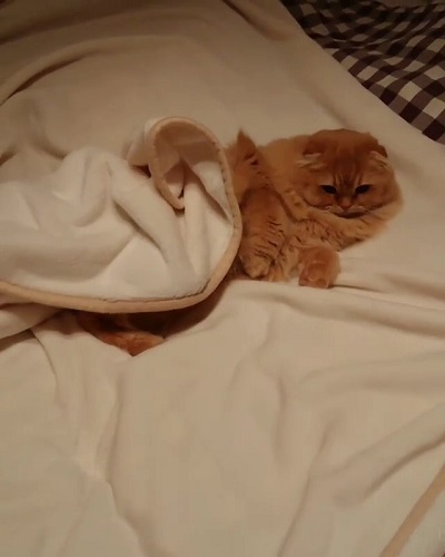 猫山田きなこ＆とろろ＆あくびさん