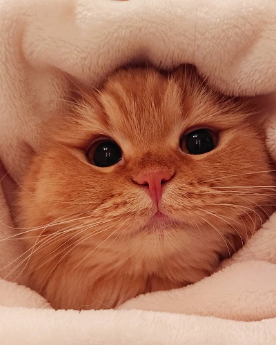 猫山田きなこ＆とろろ＆あくびさん