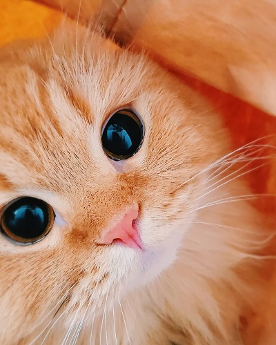 猫山田きなこ＆とろろ＆あくびさん