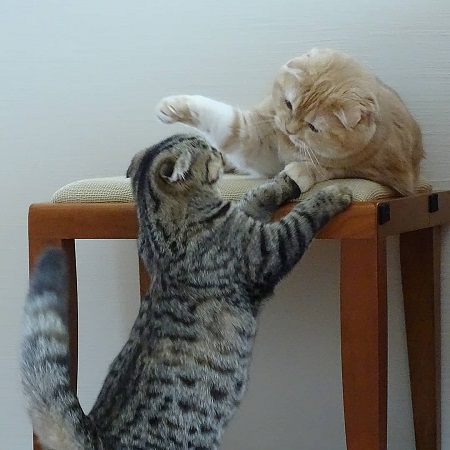 猫山田きなこ＆とろろ＆あくびさん