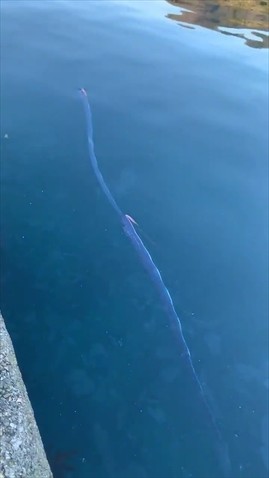 リュウグウノツカイ