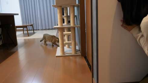 猫 しまちゃん ポムさん だるまさんが転んだ 理解 変な場所 固まる ポーズ 子猫 YouTube