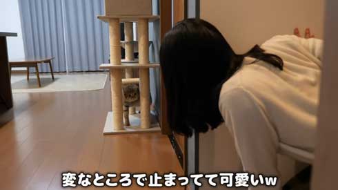 猫 しまちゃん ポムさん だるまさんが転んだ 理解 変な場所 固まる ポーズ 子猫 YouTube