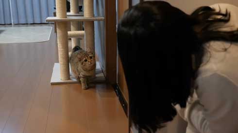 猫 しまちゃん ポムさん だるまさんが転んだ 理解 変な場所 固まる ポーズ 子猫 YouTube