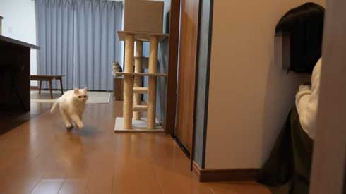 猫 しまちゃん ポムさん だるまさんが転んだ 理解 変な場所 固まる ポーズ 子猫 YouTube