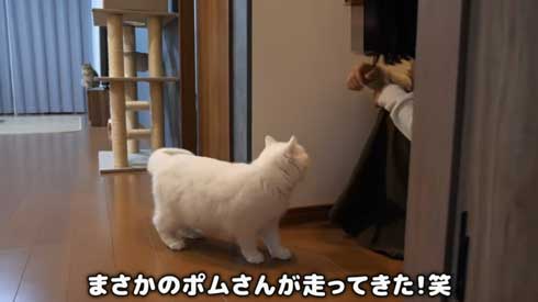 猫 しまちゃん ポムさん だるまさんが転んだ 理解 変な場所 固まる ポーズ 子猫 YouTube