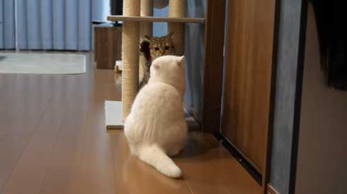 猫 しまちゃん ポムさん だるまさんが転んだ 理解 変な場所 固まる ポーズ 子猫 YouTube