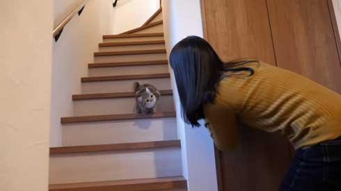 猫 しまちゃん ポムさん だるまさんが転んだ 理解 変な場所 固まる ポーズ 子猫 YouTube