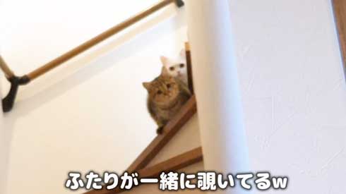 猫 しまちゃん ポムさん だるまさんが転んだ 理解 変な場所 固まる ポーズ 子猫 YouTube