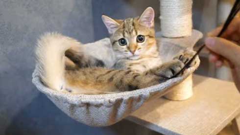 猫 しまちゃん ポムさん だるまさんが転んだ 理解 変な場所 固まる ポーズ 子猫 YouTube