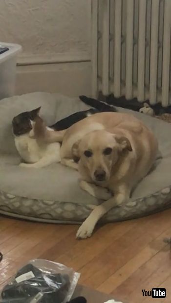 ぐるぐる尻尾のわんことネコちゃん