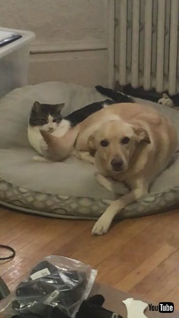 ぐるぐる尻尾のわんことネコちゃん