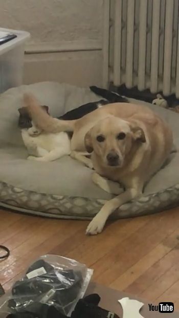 ぐるぐる尻尾のわんことネコちゃん