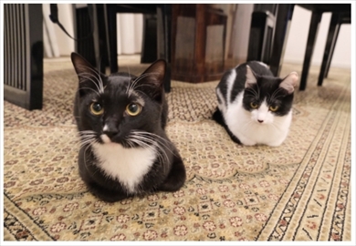 藤あや子 猫 スーパープレミアム猫の日 2月22日 マル オレオ ブログ Twitter