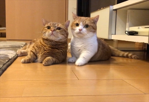 茶太郎きなこの短足日記