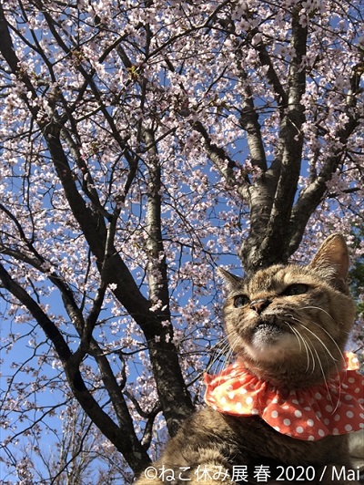 ねこ休み展 春