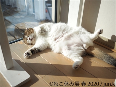 ねこ休み展 春