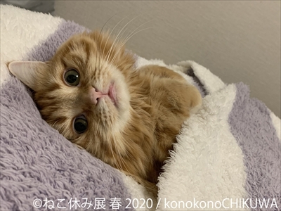 ねこ休み展 春
