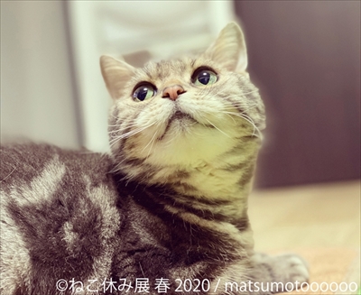 ねこ休み展 春