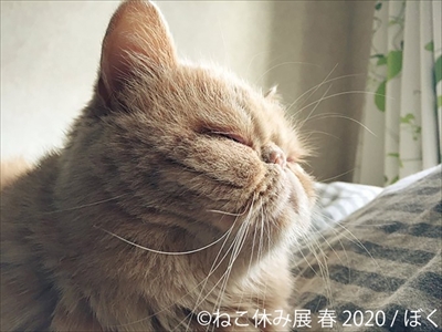 ねこ休み展 春