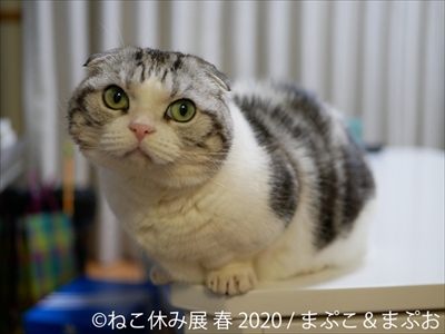 ねこ休み展 春