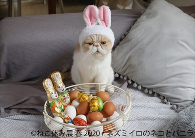 ねこ休み展 春