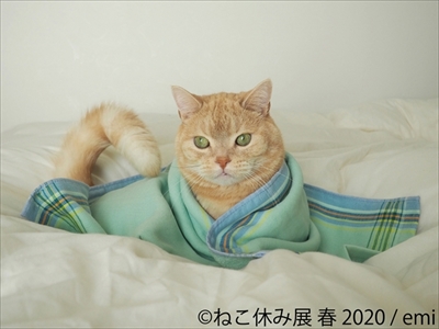 ねこ休み展 春