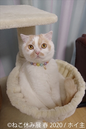 ねこ休み展 春