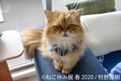 ねこ休み展 春