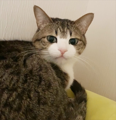 猫のすずめちゃん