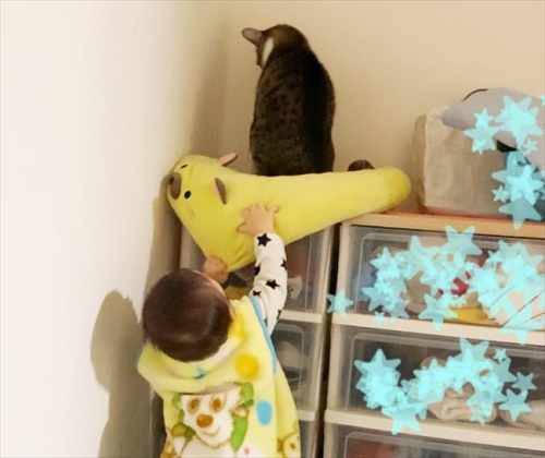 猫のすずめちゃん