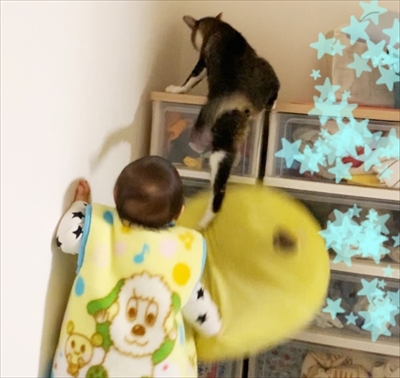 猫のすずめちゃん